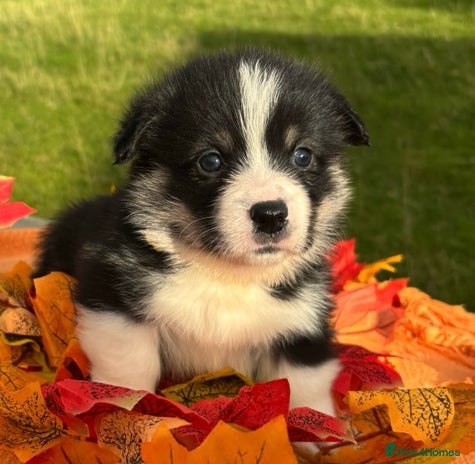 Welsh Corgi Pembroke dogs - Advert 1