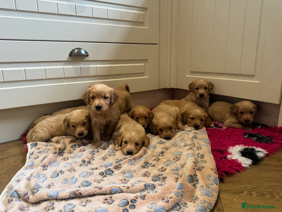 Golden Retriever dogs for sale: Exceptional health tested golden retrievers  - Advert 18