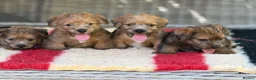 Norfolk Terrier dogs for sale: Stunning KC registered Norfolk terriers - Advert 9