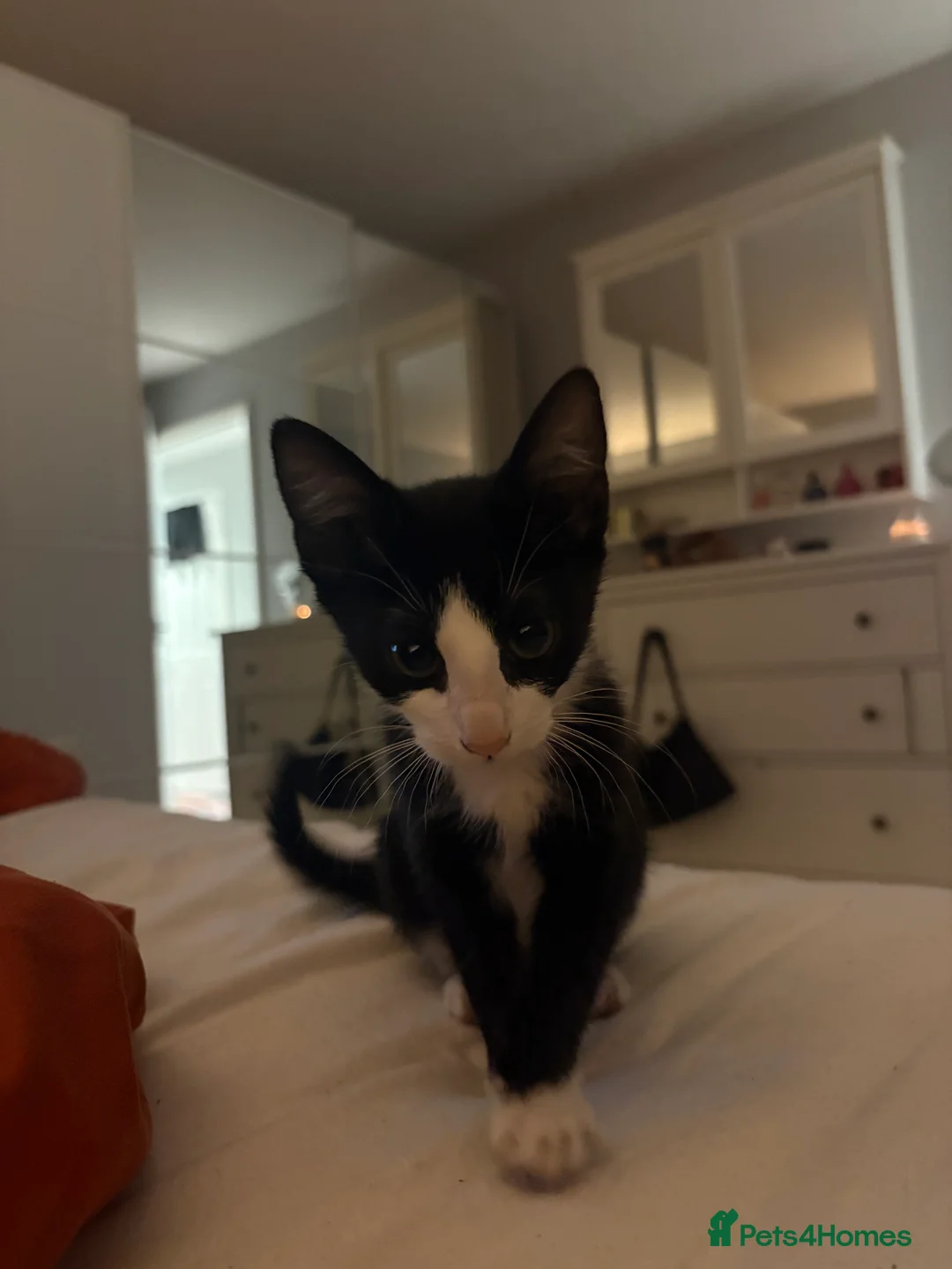 Domestic Shorthair cats for sale: Two Domestic male kittens  in Basingstoke - Advert 2