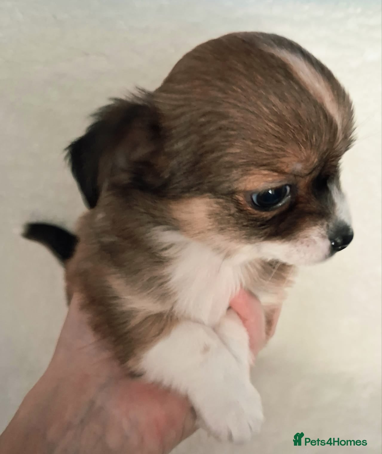 Chihuahua dogs Brown Tri coloured long haired chihuahua boy  - Advert 5