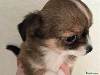 Chihuahua dogs Brown Tri coloured long haired chihuahua boy - Advert 5
