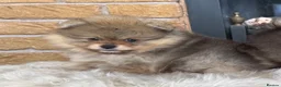 Pomeranian dogs for sale: ✨ Exclusive Teddy Bear Face Pomeranian Puppies ✨ - Advert 23