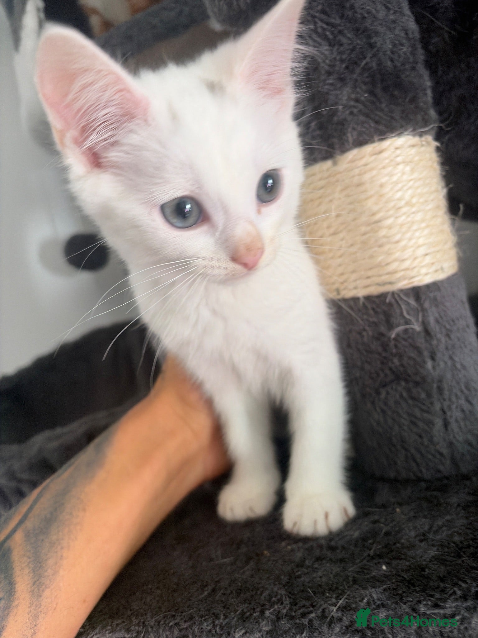 Turkish Angora cats White Turkish angora kitten LAST ONE - Advert 1