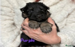 German Shepherd dogs for sale: Beautiful German Shepherd puppies  - Advert 4