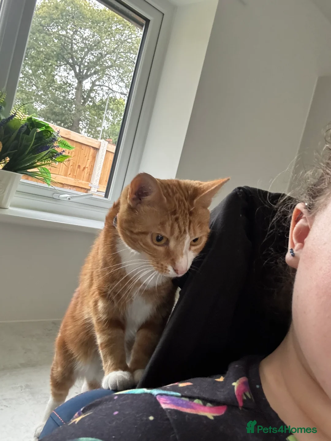 Mixed Breed cats for sale: Marla cat she’s 3 not 2 I can’t change  - Advert 6