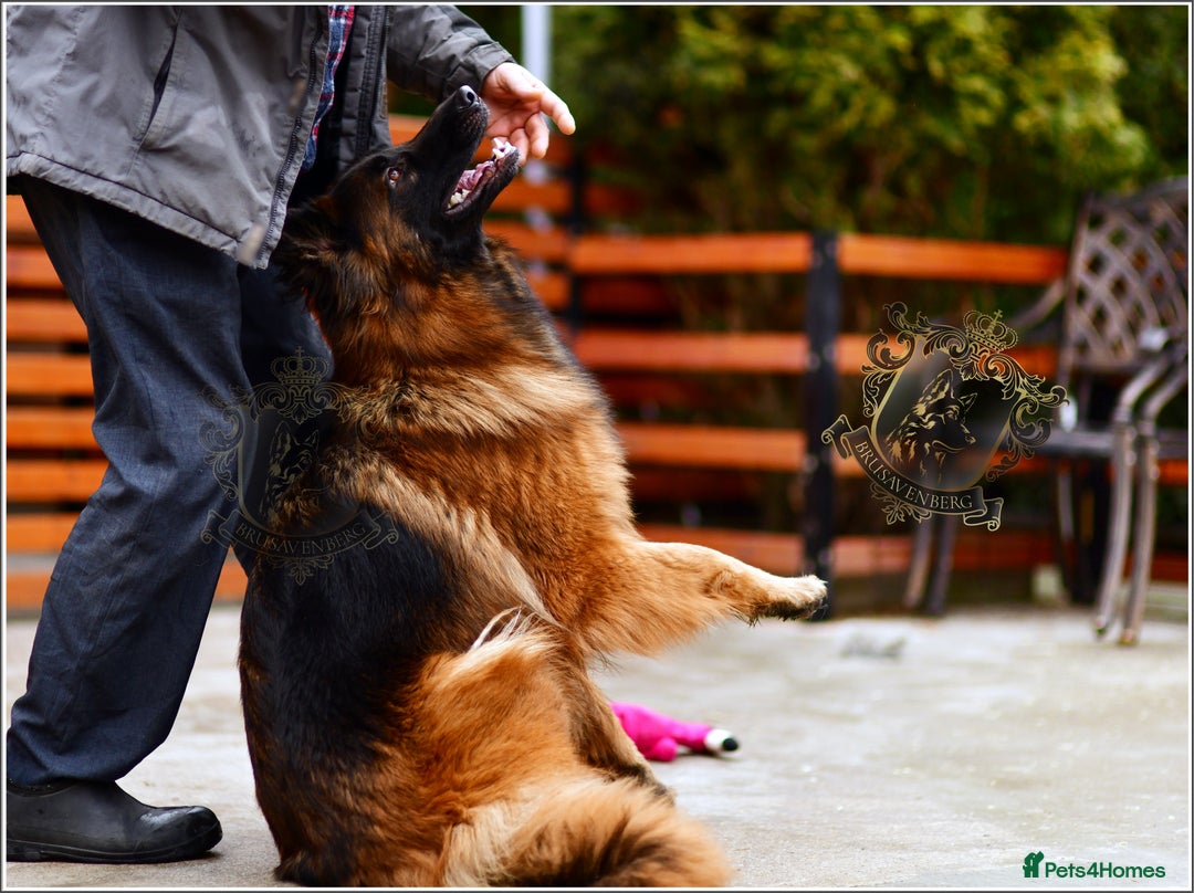 German Shepherd dogs for sale: ADULT LONGHAIRED GSD FEMALE  - Advert 9