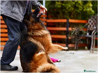 German Shepherd dogs ADULT LONGHAIRED GSD FEMALE - Advert 9