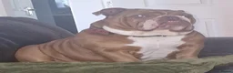 English Bulldog dogs for sale: Winnie - Advert 2