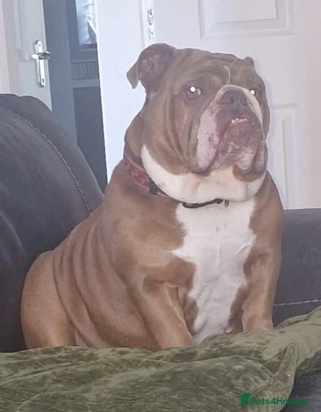 English Bulldog dogs for sale: Winnie - Advert 2