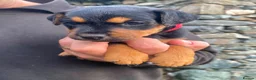Mixed Breed dogs for sale: Lakeland / Fell terriers for sale in Pwllheli - Advert 9