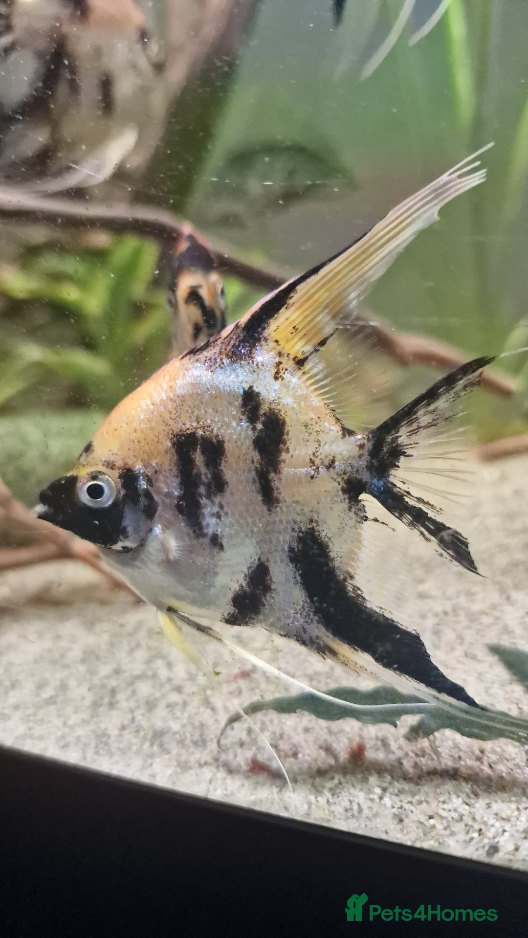 Angelfish fish for sale: Koi Angelfish - Image 23