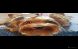 Yorkshire Terrier dogs for stud: Mini Yorkshire terrier for stud. - Image 3