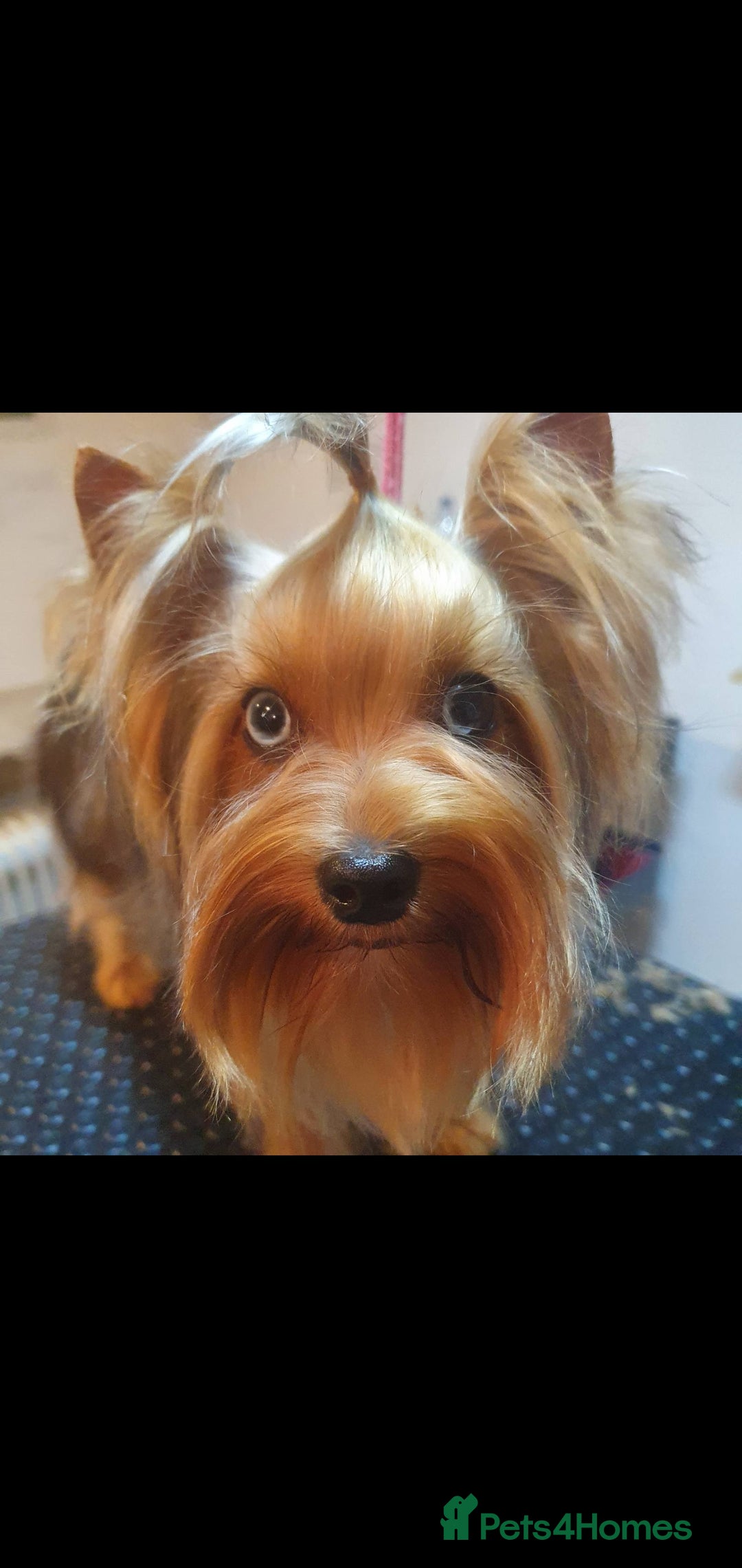 Yorkshire Terrier dogs for stud: Mini Yorkshire terrier for stud. - Image 3