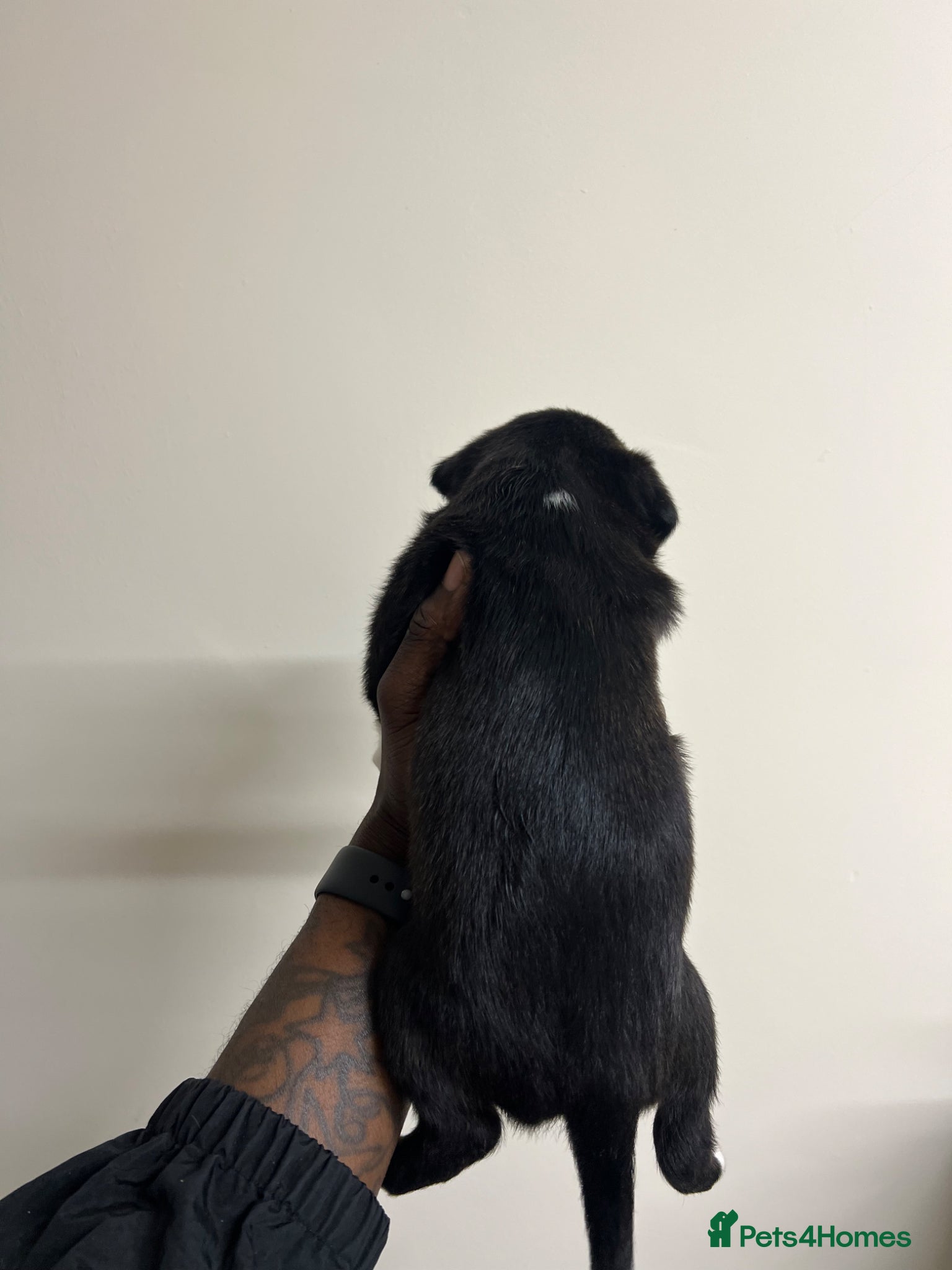 Staffordshire Bull Terrier dogs for sale: Beautiful Staffordshire Bull Terrier Mix Puppies in Manchester - Advert 12