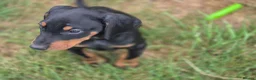 Dobermann dogs for sale: ⭐️⭐️⭐️⭐️⭐️ KC Reg Euro Dobermann male available.  - Advert 4