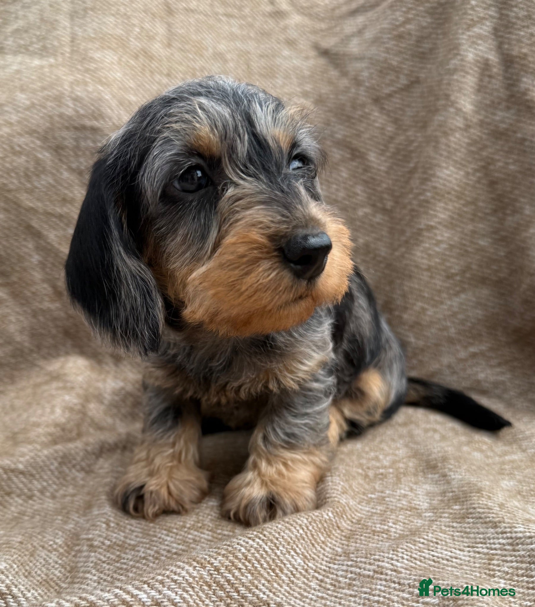 Miniature Dachshund dogs Miniature wire haired dachshunds 🐶 - Advert 2