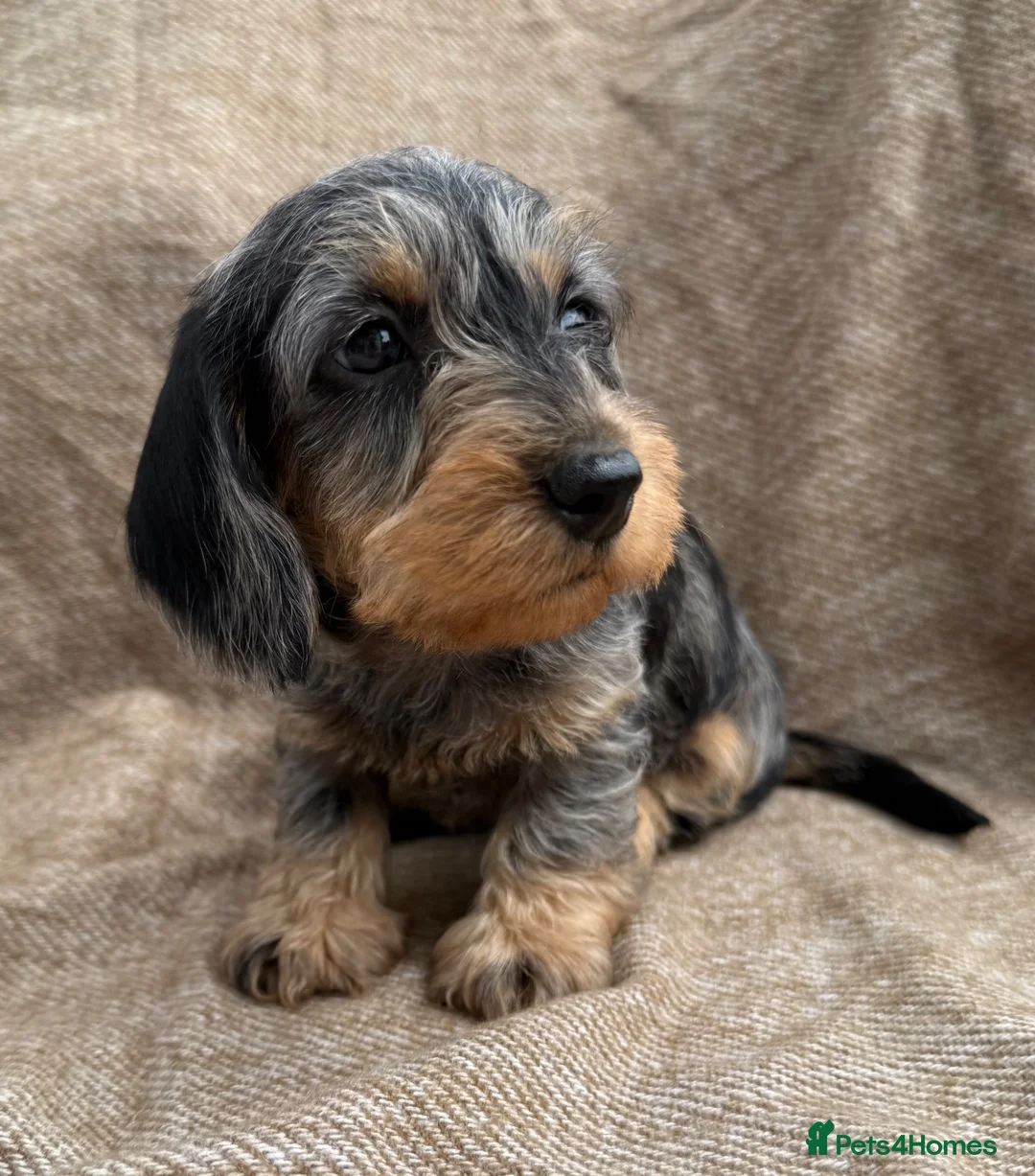 Miniature Dachshund dogs for sale: Miniature wire haired dachshunds 🐶 - Advert 1