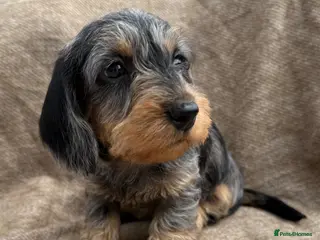 Miniature Dachshund dogs Miniature wire haired dachshunds 🐶 - Advert 5
