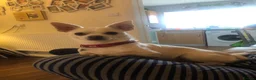Chihuahua dogs for sale: Male deer head chihuahua - Advert 4