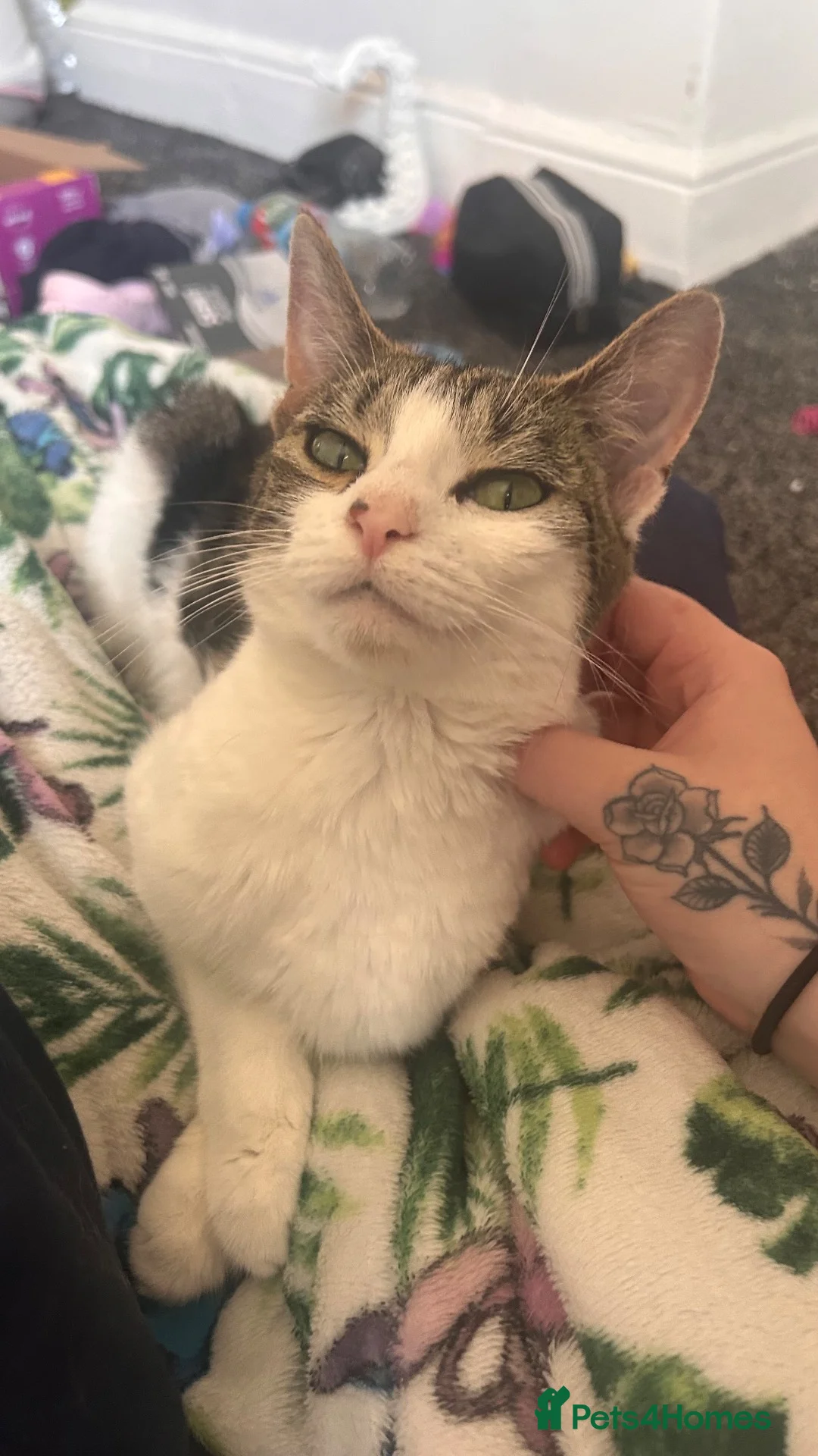 Domestic Shorthair cats for sale: Adult female cat  in Peterlee - Advert 2