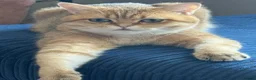 British Shorthair cats for sale: 🐾 Beautiful British Shorthair Golden Kittens 🐾 - Advert 5