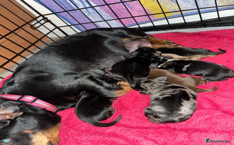 Miniature Dachshund dogs - Advert 5