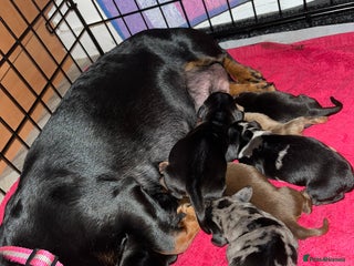 Miniature Dachshund dogs for sale - Advert 1