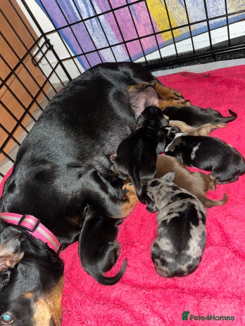 Miniature Dachshund dogs - Advert 5