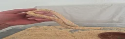 Snake reptiles for sale: Western hognose albino conda  - Advert 3