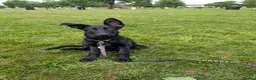 German Shepherd dogs for sale: Gorgeous pure black German Shepherd Pup - Advert 3