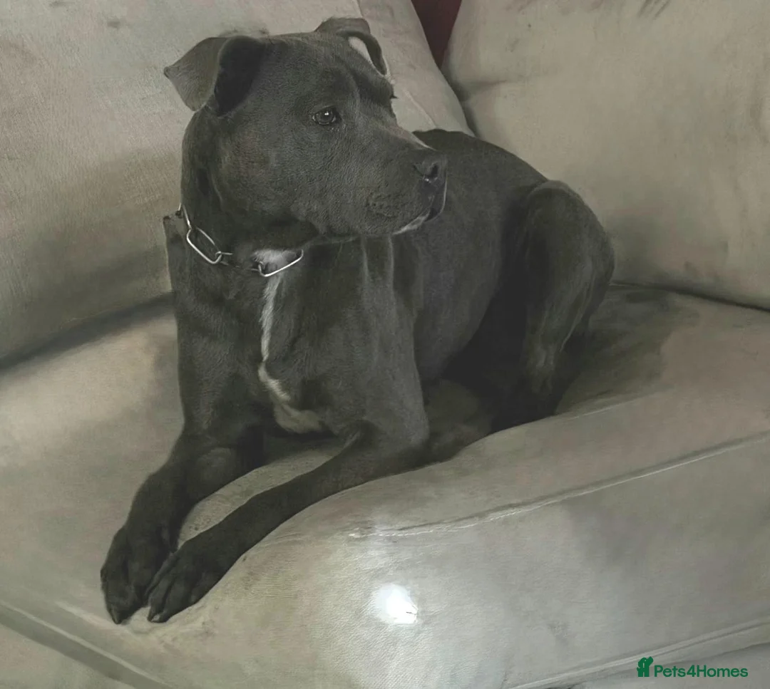 Staffordshire Bull Terrier dogs for sale: Stunning Staffordshire Bull Terrier female in Birmingham - Advert 4