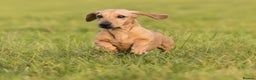 Miniature Dachshund dogs for stud: Kc reg pra clear fawn mini smooth.  - Advert 3