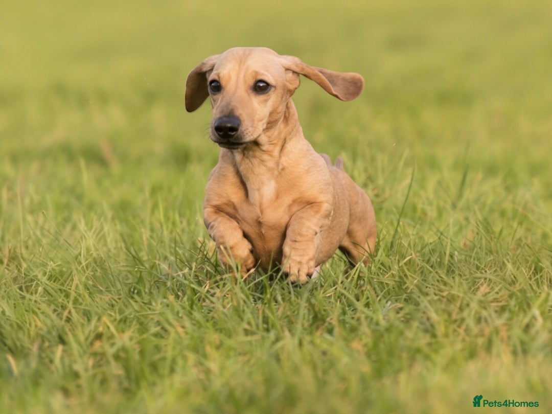 Miniature Dachshund dogs for stud: Kc reg pra clear fawn mini smooth.  - Advert 3
