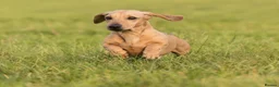 Miniature Dachshund dogs for stud: Kc reg pra clear fawn mini smooth.  - Advert 3