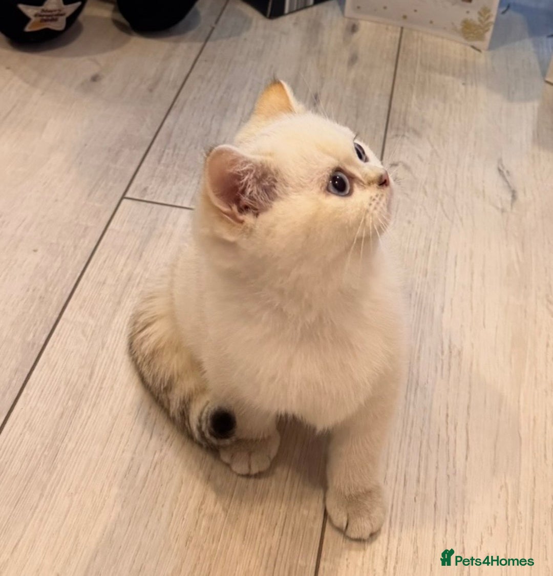 British Shorthair cats for sale: British Shorthair  - Advert 7