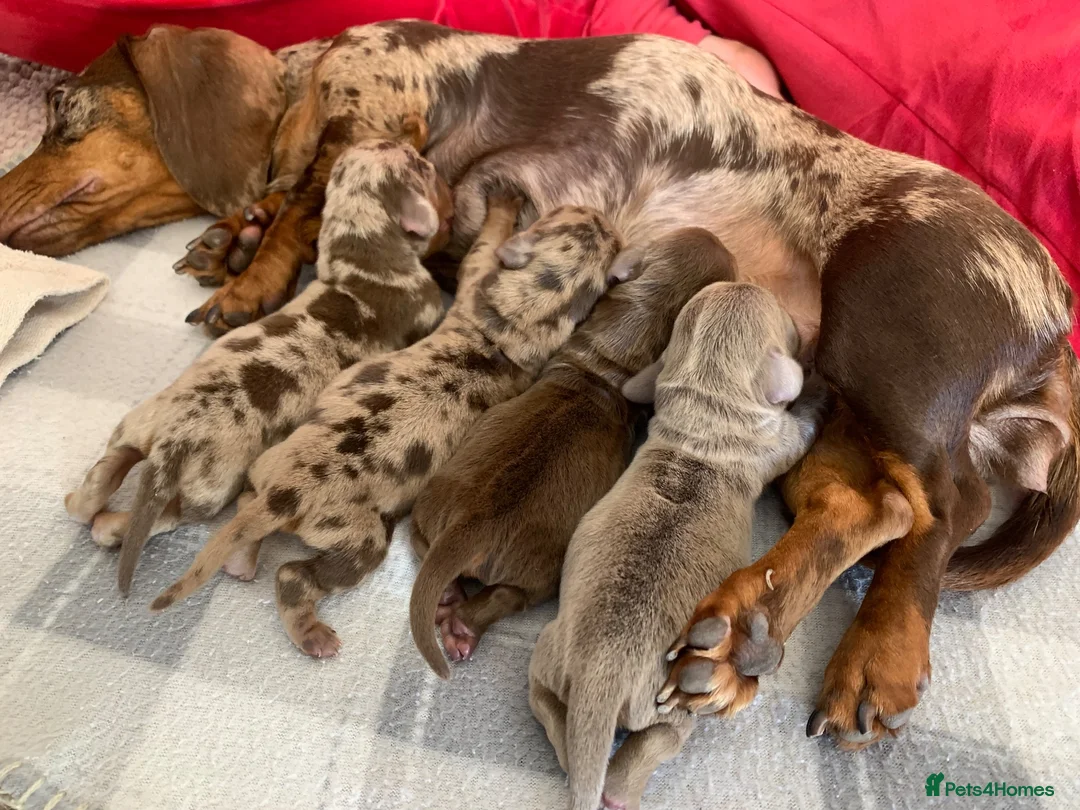 Miniature Dachshund dogs for sale: Beautiful Miniature dachshund puppies - Advert 1