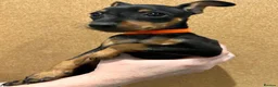 Miniature Pinscher dogs for sale:  Beautiful Purebred Miniature Pinscher Puppies  in Wakefield - Advert 6