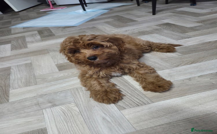 Cavapoo dogs - Advert 1