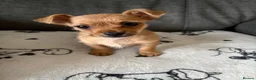 Chorkie dogs for sale: Tiny Chorkie girl Ready Now - Advert 2