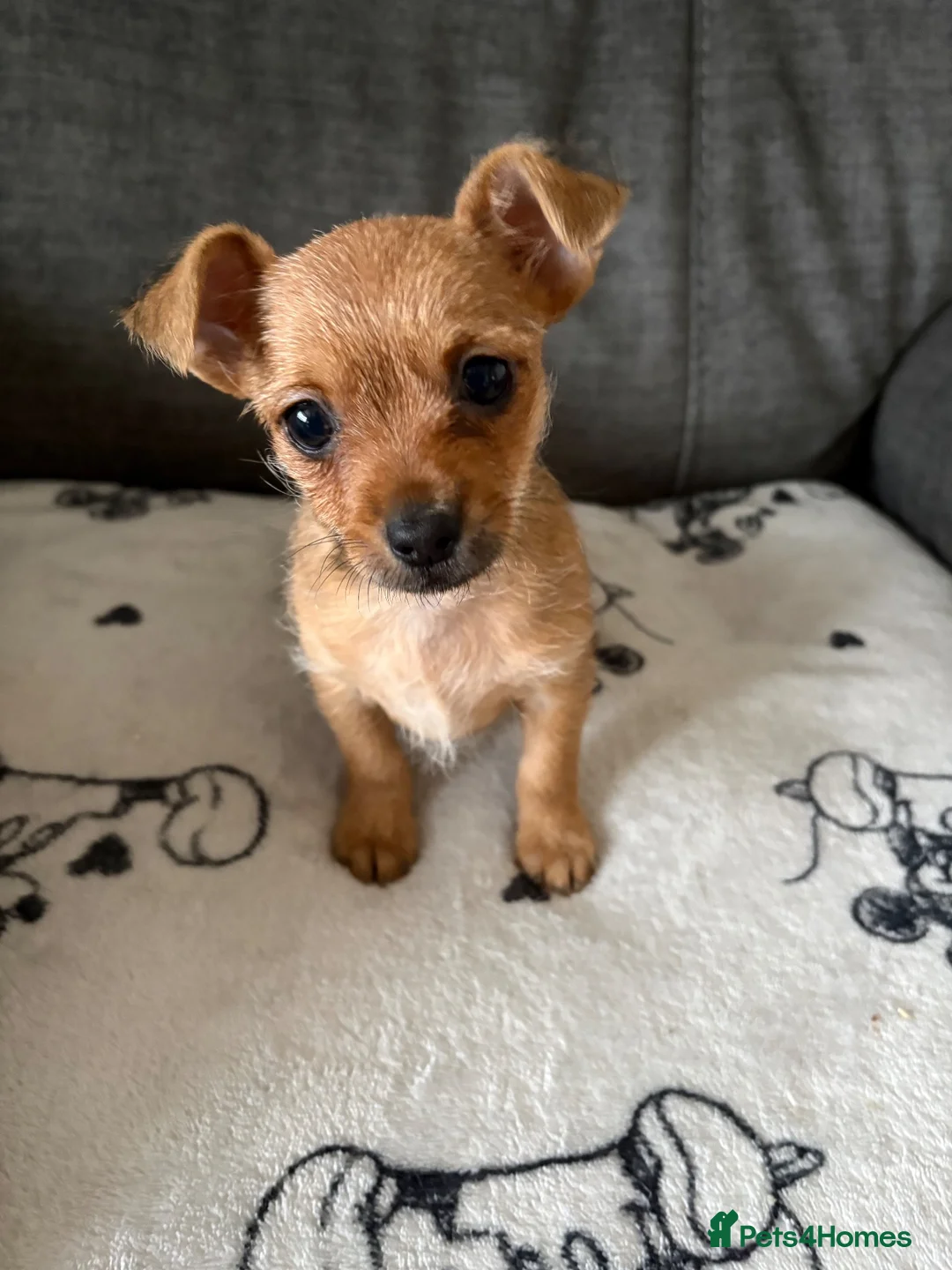 Chorkie dogs for sale: Tiny Chorkie girl Ready Now - Advert 2