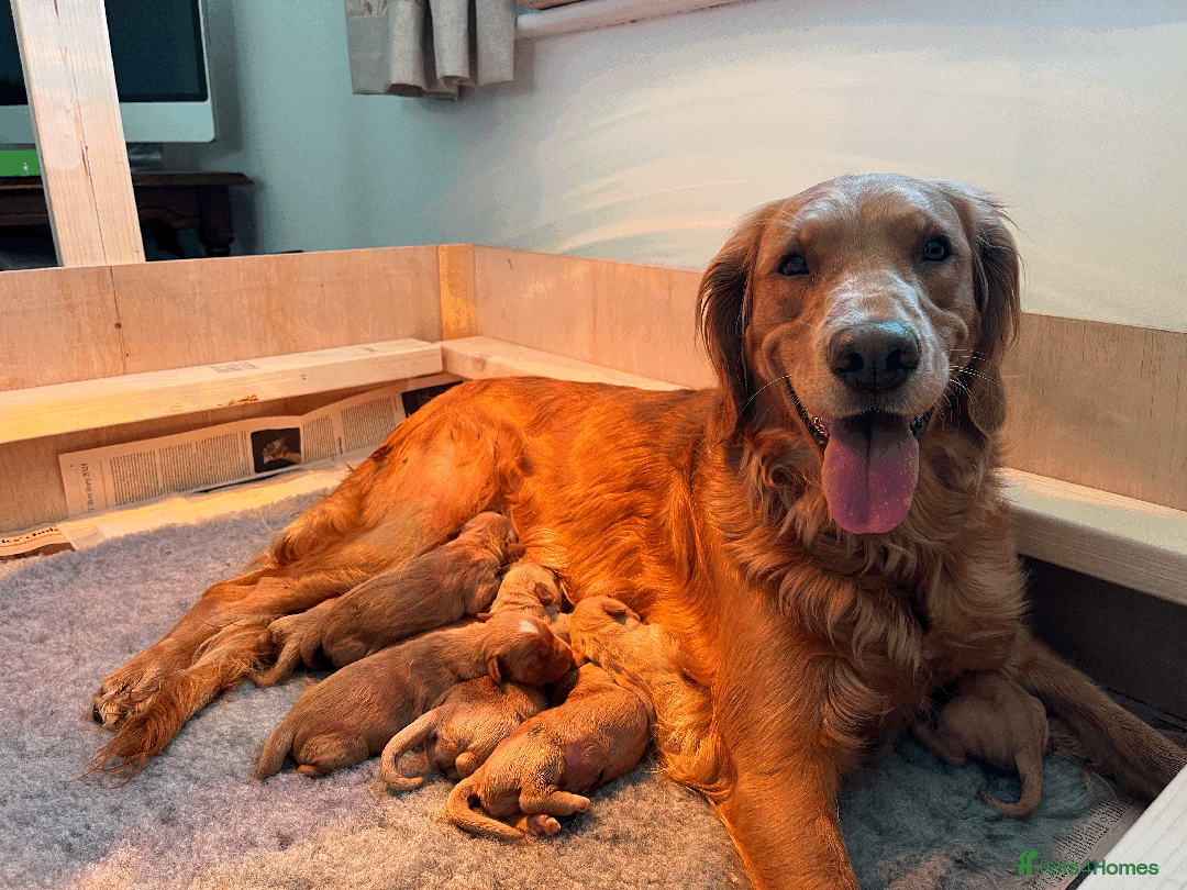 Golden Retriever dogs for sale: Working type golden retriever puppies - Image 2