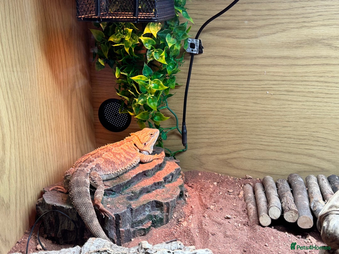 Bearded Dragon reptiles for sale: 18 month Male bearded dragon  - Advert 7