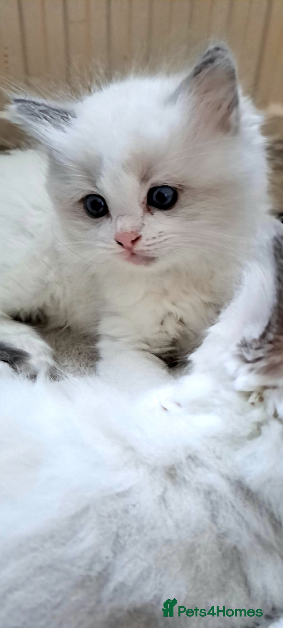 Ragdoll cats GCCF registered Ragdoll kittens 🐈 - Advert 2