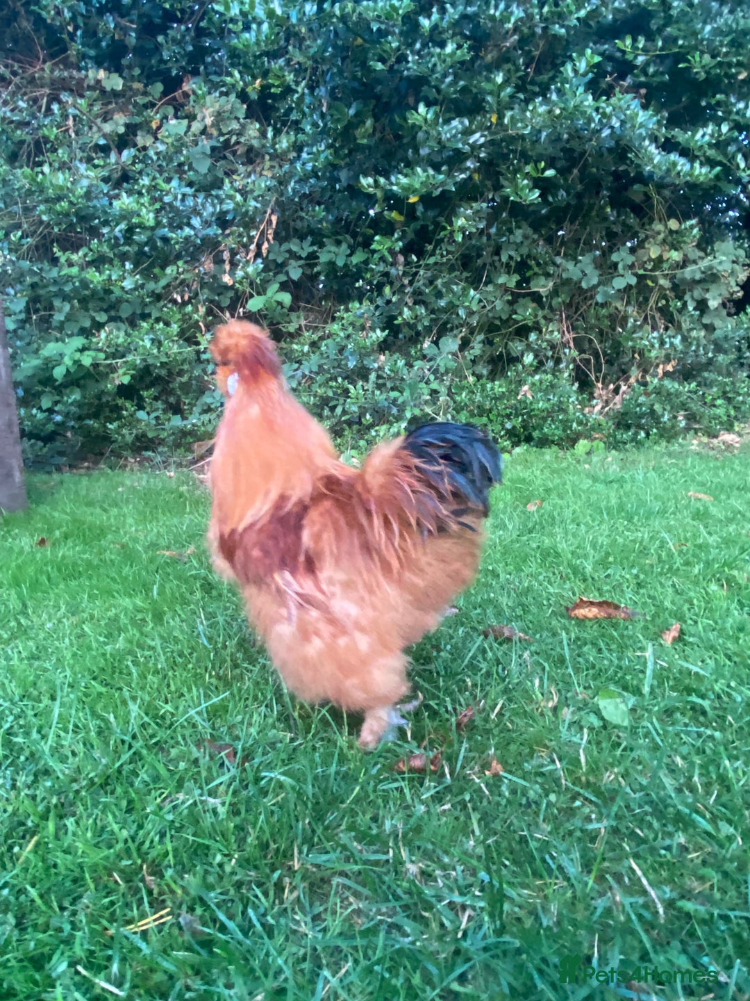 Chickens poultry for sale: Silkie cockerels - Image 3