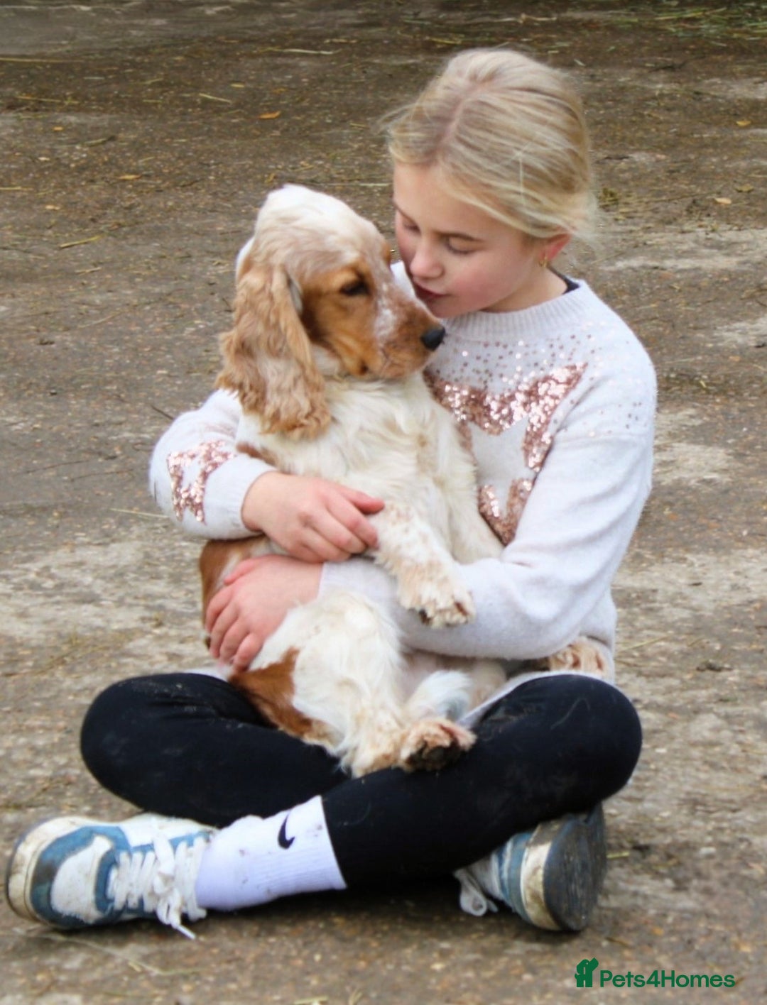 Cocker Spaniel dogs for sale: KC registered Cocker Spaniel puppies - Image 12