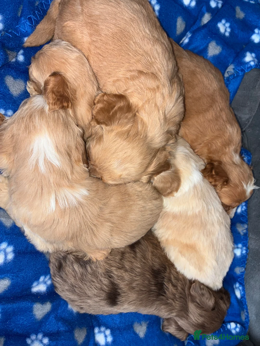 Cockapoo dogs for sale: Cockerpoo  - Advert 1