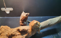 Dragon reptiles for sale: Bearded dragon and full setup - Advert 1
