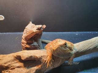Dragon reptiles Bearded dragon and full setup - Advert 6