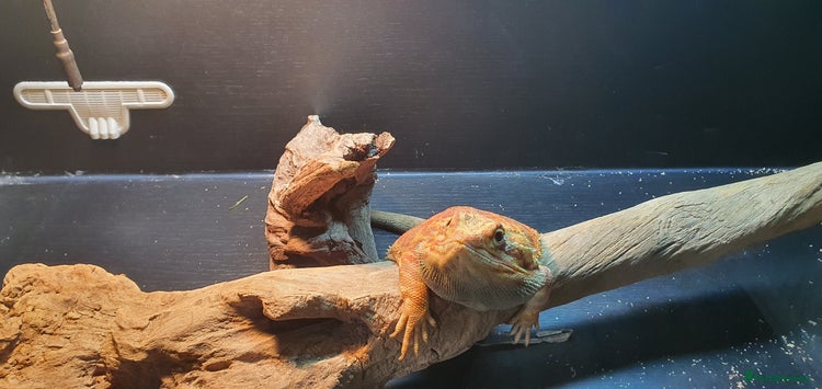 Dragon reptiles Bearded dragon and full setup - Advert 1